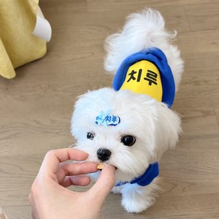 특가 창고 정리형 강아지 옷 테디 비베어 시나리 소형견 애완동물 털 방지