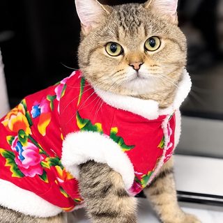 고양이 기모 보온 조끼 동북대화 패턴 가을 겨울 애완동물 의상 새끼 고양