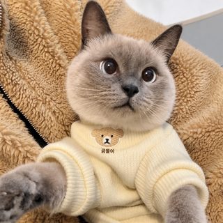 귀여운 고양이 옷 도매 애완동물 가을 겨울옷 보온 기모 맨투맨 인형 고양이 파란 고양이 새끼 고양이 털 빠짐 방지