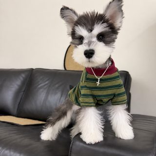 강아지 옷 봄가을 얇은 스트라이프 라운드 티셔츠 테디 마르제스 소형견 고