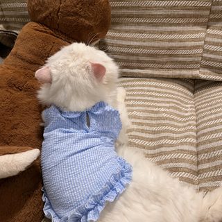 강아지 고양이 여름용 얇은 통기성 털날림 방지 조끼 원피스 랙돌 실버태비