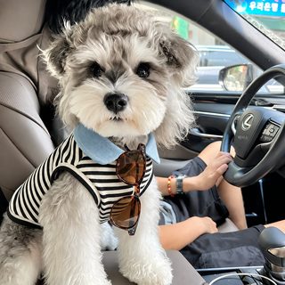 宠物狗狗衣服夏季时尚潮流弹力条纹翻领背心小型犬比熊泰迪POLO衫