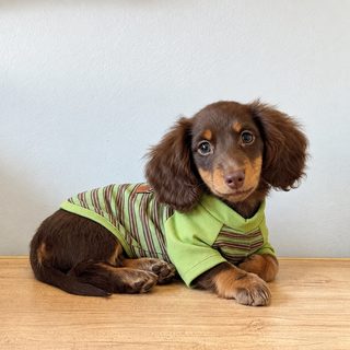 강아지 스트라이프 두발 의류 닥스훈트 소형견 봄가을 겨울 후드 티셔츠