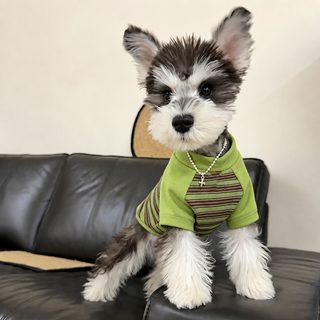 봄 여름 끌 수 있는 스트라이프 셔츠 강아지 조끼 소형견 애완견 옷 얇은 쉐너리비베어 레깅스 셔츠