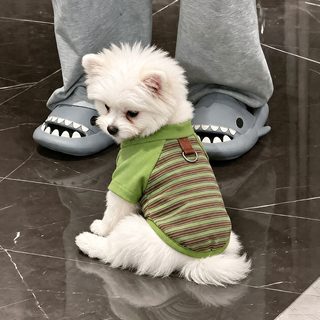 강아지 옷 봄 가을 신상 스판 스트라이프 셔츠 양발옷 비숑 테디 소형견 보