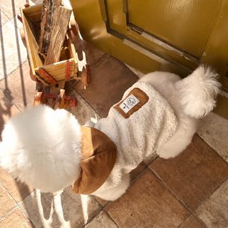 애완견 옷 가을 겨울 모자 달린 솜옷 작은 강아지 테디보미 비곰 고양이 크