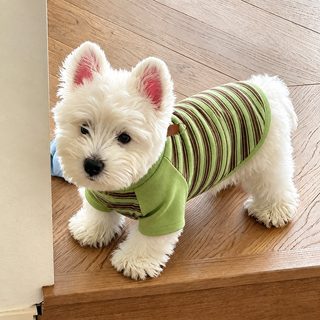 강아지 옷 올가을 신상 스판 스트라이프 셔츠 양발옷 소형견 비곰 테디 애