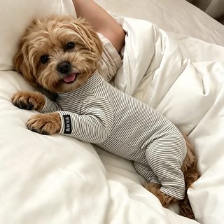 강아지 가을겨울 덕다운 보온 배보호 네발옷 소형견 테디 비숑 고양이 잠옷
