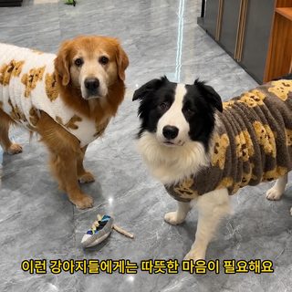 변목 옷 가을 겨울 기모 보온 털 방지 하스키 금털 래브라도 대형견 큰 강아지 솜옷