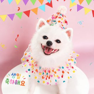 반려동물 도트 프릴 턱받이 고양이 강아지 생일 파티 모자 목걸이 세트