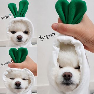 가을, 겨울 강아지 옷 무 테디 비숑 고양이 마르제스 중소형견 반려동물 변