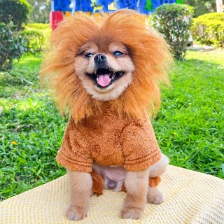 네 발 보온 강아지 고양이 펫 테디 비숑 파투 사자 고양이 변신 개 옷 고양