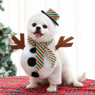 강아지 옷 크리스마스 변신 룩 고양이 테디 비숑 코키 시나리보 미중 소형