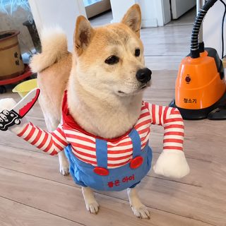 애완동물은 칼을 들고 괴상한 변신을 하고 소형견, 강아지, 고양이, 테디,
