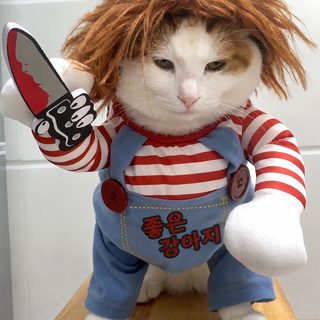 고양이 엽기 옷 반려견 개그 소형견 변신 룩 강아지 테디 비숑 코키 할로윈