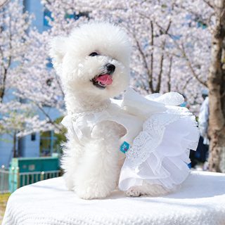 반려견 강아지 옷 봄여름 신상품 중소형견 새하얀 웨딩드레스 진주왕비 웨딩드레스