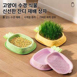 파인애플 고양이풀 재배기 무토 수경재배 화분 밀 씨앗 키우기 반려묘 간식