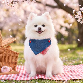 PETCIRCLE 반려견 침수건 고양이 강아지 턱받이 주머니 소형견 삼각수건 넥타