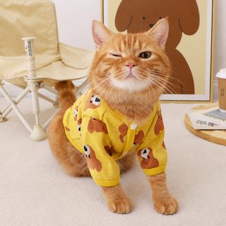 공장 전용 애완동물 고양이 겨울 신상 곰 카디건 외투 보온 고양이 옷 인형