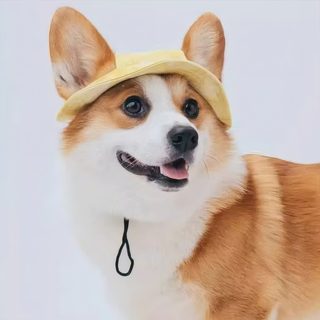 코키 차양 모자 강아지 모자 귀 노출 소형견 코키 애완동물 어부 모자 자외선 차단 머리 장식 애완동물 용품