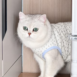 펫 옷 비숑 보미 강아지 시나리 강아지 테디 귀빈 소형견 비숑 인형 블루 고양이 조끼