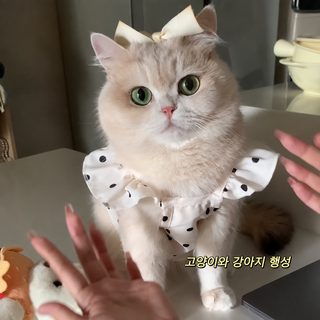 강아지 고양이 옷 폴카도트 끈나시 원피스 소형견 테디 비숑 사계절 반려동