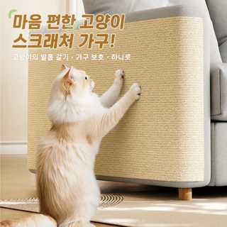 자착 고양이 벽 오르기 고양이 잡판 고양이 오르기 갈기 가구 소파 벽면 잡