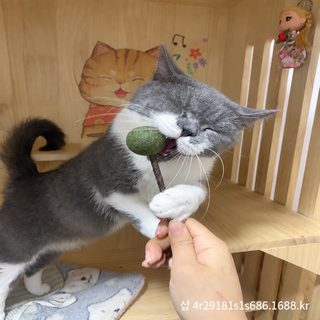 고양이 캣닢볼 장난감 깨물기·치아관리 놀이용 10~32mm
