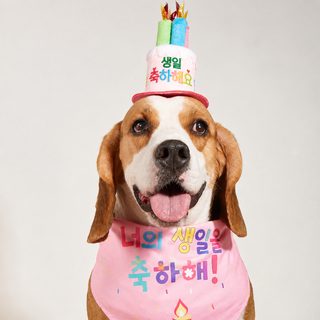 아마존 신형 강아지 삼각수건 생일 침수건 애완동물 용품 파티 모자 애완동물 액세서리 도매