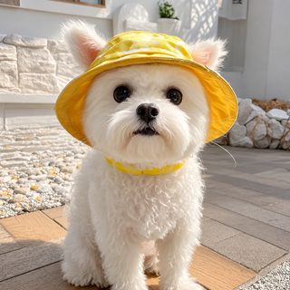 AMOOR 반려동물 모자 강아지 고양이 귀 노출형 벗겨짐 방지 조절식 사계절 코